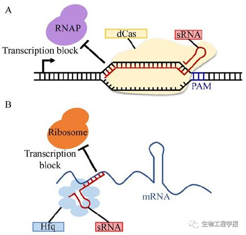 鄭平團(tuán)隊丨谷氨酸棒桿菌的代謝工程使能技術(shù)研究進(jìn)展